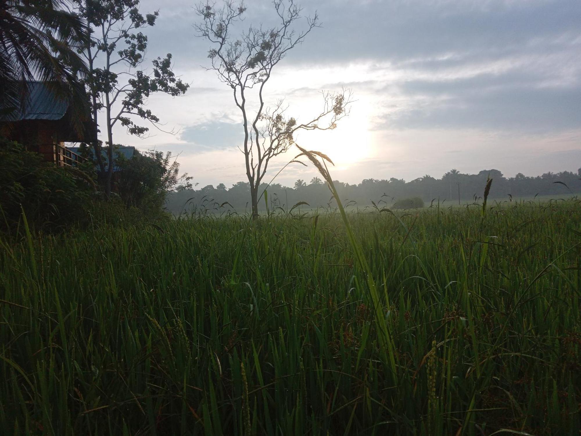 Sigiriya Paddy Field Hut Quarto foto